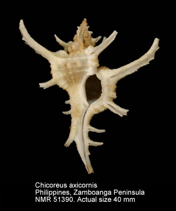 Chicoreus axicornis.jpg - Chicoreus axicornis(Lamarck,1822)